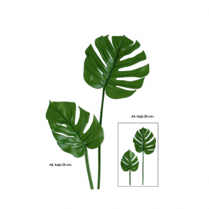 Folha Planta Phillo Grande Folha de Planta Phillo Grandes Dimensões Muito bonita para arranjos flrais
