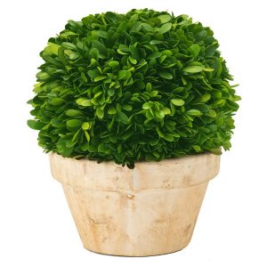 Vaso Cimento com Buxo Preservado - Creme 18 Cms Buxo é preservado quando colhido Folhagem permanece natural e dá a sensação de um buxo vivo Preservado e tratado para manter aquela aparência renovada para os próximos anos