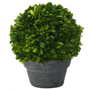 Vaso Cimento com Buxo Preservado - Cinza 18 Cms Buxo é preservado quando colhido Folhagem permanece natural e dá a sensação de um buxo vivo Preservado e tratado para manter aquela aparência renovada para os próximos anos