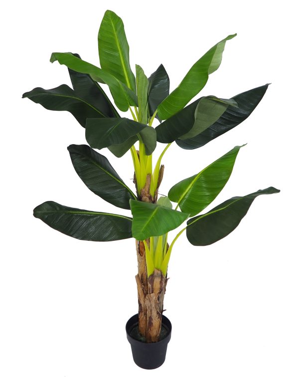 Planta Bananeira Lux - 2 Troncos