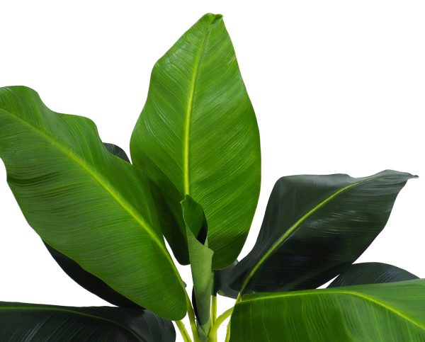 Planta Bananeira Lux - 2 Troncos