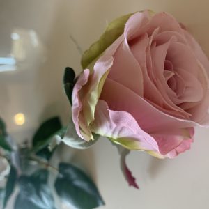 Pé de Flor - Rosa Bonita flor, botão de rosa, cor rosa velho