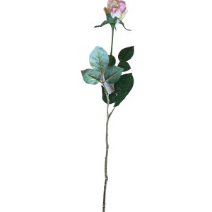 Pé de Flor - Rosa Bonita flor, botão de rosa, cor rosa velho