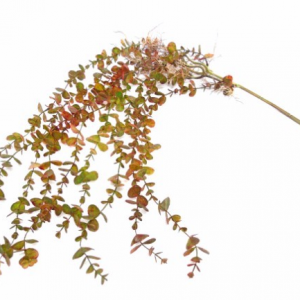 Pé de Folhagem Suspensa - Outonal Bonita planta artificial, em tons outonais Muito útil para jardins suspensos