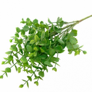 Pé de Folhagem Verde Bonito Pé de Folhagem Verde – Eucalipto