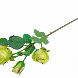 Pé de Rosa – Verde Bonito Pé de Rosa Verde Toque e Aspeto Natural