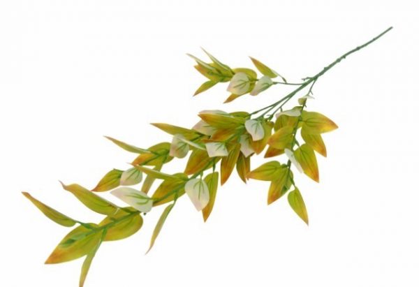 Pé de Folhagem -  Outonal