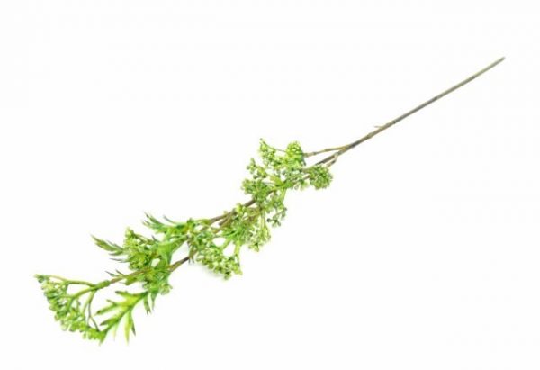 Flor Artificial - Aselepias Verde