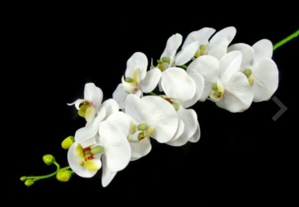 Pé de Flor - Orquídea 95 cms