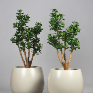 Planta Artificial - Árvore do Dinheiro 120 Cms Bonita planta/árvore artificial, com toque e aspeto natural