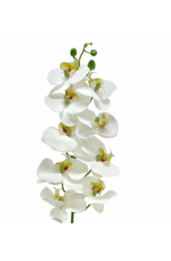 Pé de Flor - Orquídea