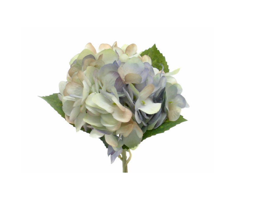 Pé de Flor – Hortência Azul