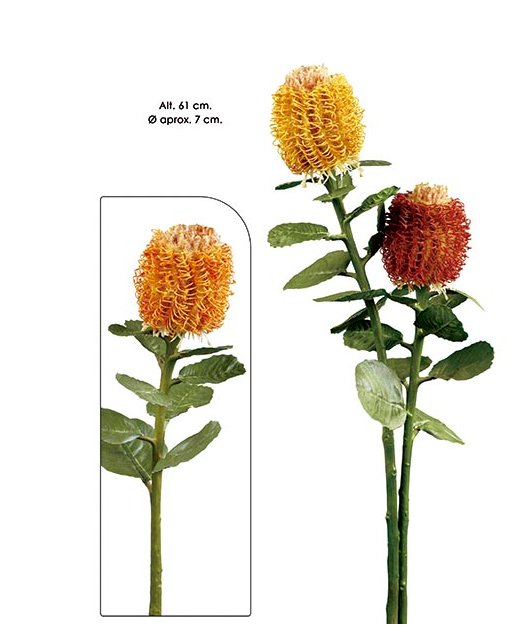Protea - Mostarda