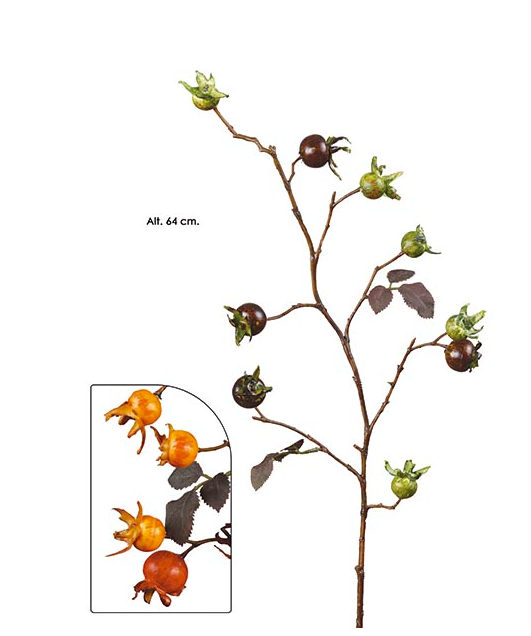 Pé de Flor Rose Hip. - Verde