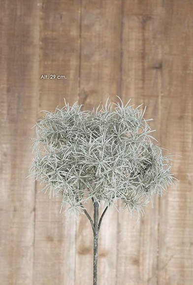 Bush Springeri - Gris