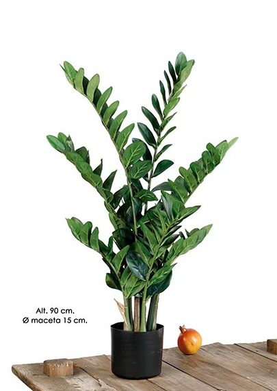 Planta Zamioculca - Verde
