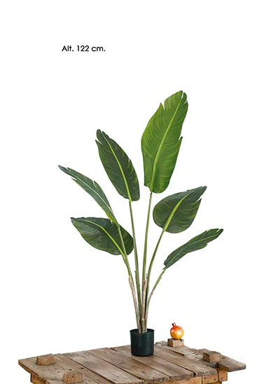 Planta Palmeira - Verde