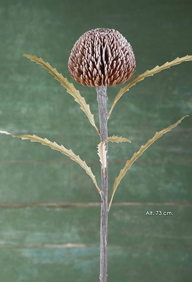 Protea Round – Castanha