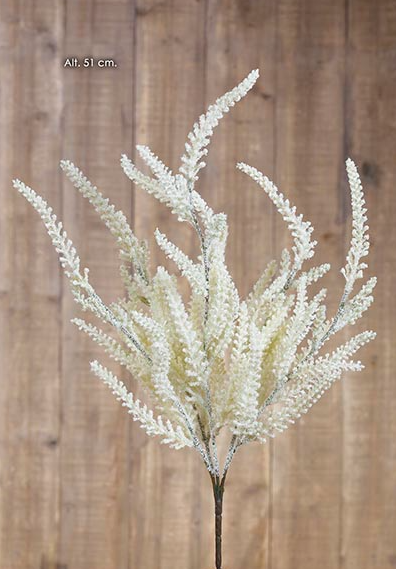 Bush Erica - Creme