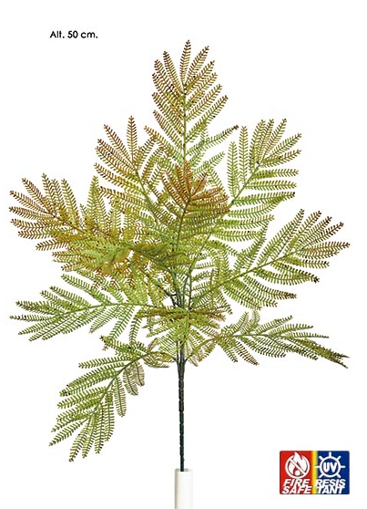 Bush Mimosa - Mix