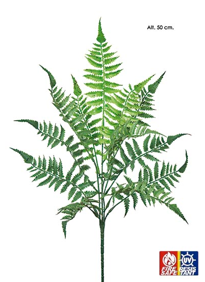Pé Samambaia - 50 cms