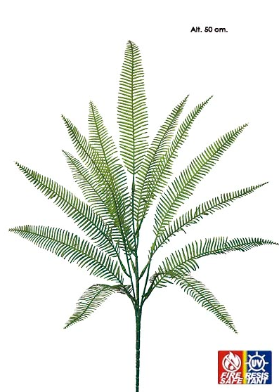 Bush Samambaia - verde