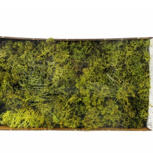 Caixa Musgo - Verde Musgo muito bonito útil para arranjos