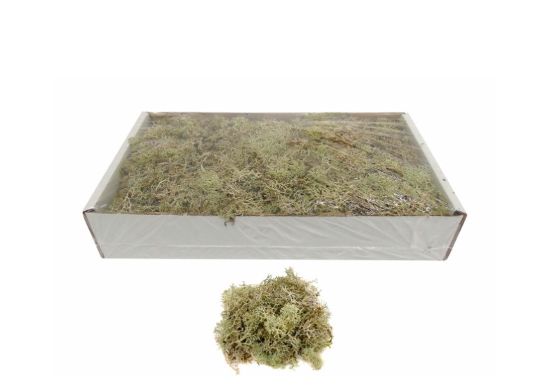 Caixa Musgo - Natural