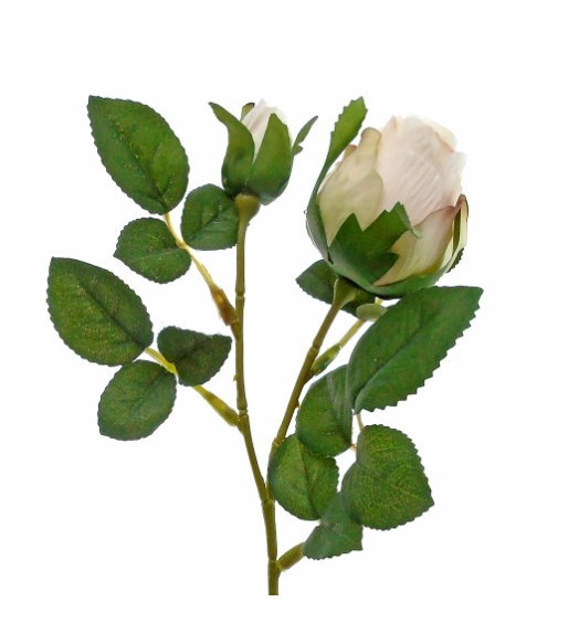Pé de Rosa Bege - Efeito Flor Seca