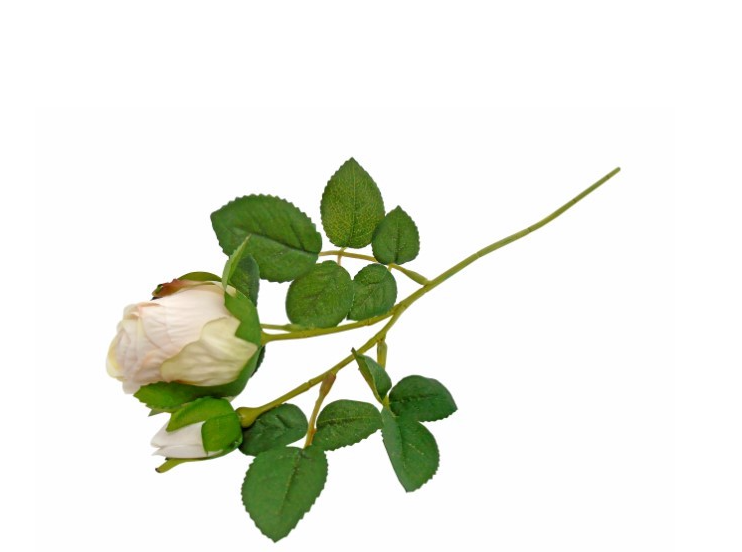 Pé de Rosa Bege - Efeito Flor Seca