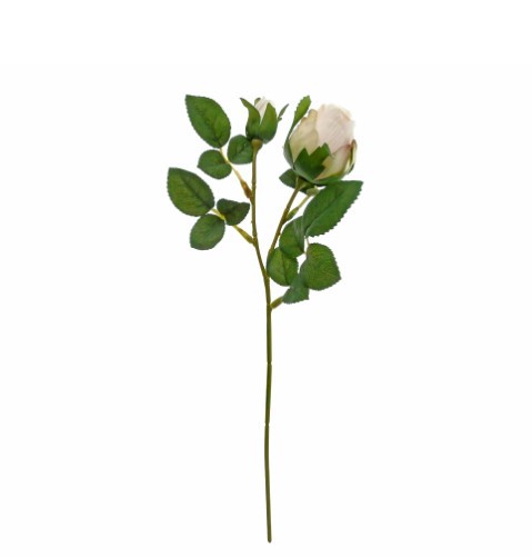 Pé de Rosa Bege - Efeito Flor Seca