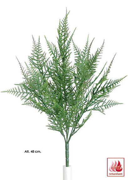Bush Asparagus - Verde