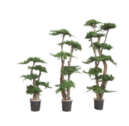 Bonsai Natural Preservado - 1 MT