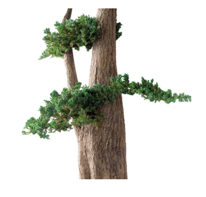 Bonsai Natural Preservado - 1 MT