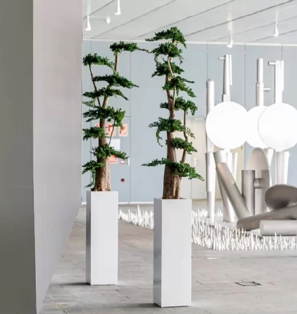 Bonsai Natural Preservado - 1 MT