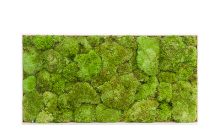 Painel Musgo Bola Preservado