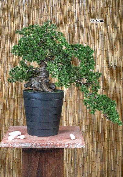 Bonsai Artificial - 50 Cms