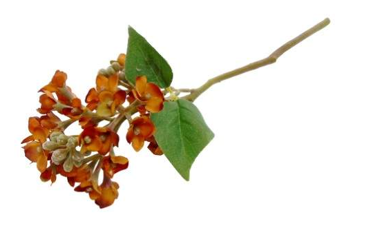 Pé de Flor – Telha