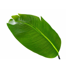 Planta Artificial - Estrelícia Bonita Planta artificial, mas com toque e aspeto natural