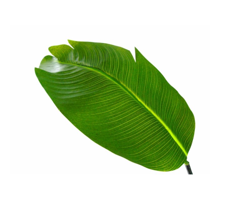 Planta Artificial - Estrelícia