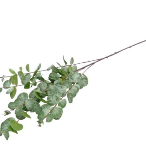 Pé de Flor - Eucalipto Bonito Pé de Planta Eucalipto Toque e aspeto Natural