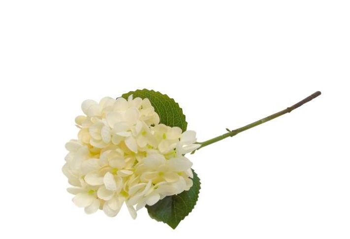 Pé de Flor – Hortência Bege
