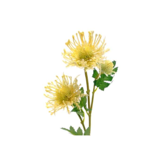Pé de Flor Artificial - Pompons Bege Bonito pé de flor artificial, mas com toque e aspeto natural